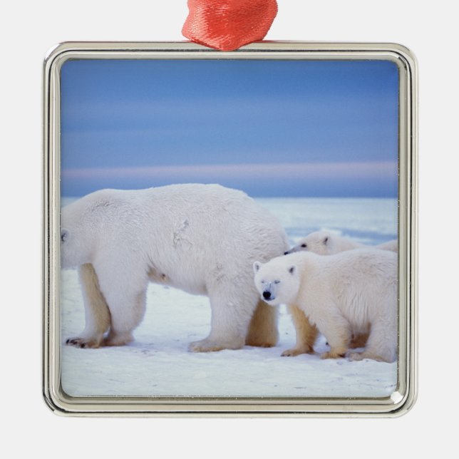 Eisbärensau mit Naben Ornament Aus Metall (Vorne)