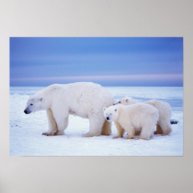 Eisbärensau mit Naben Poster (Vorne)