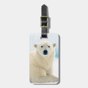 Eisbärenschwanz im Sommereis Gepäckanhänger