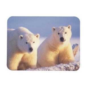 Eisbärin mit Jungtier auf Packeis Magnet
