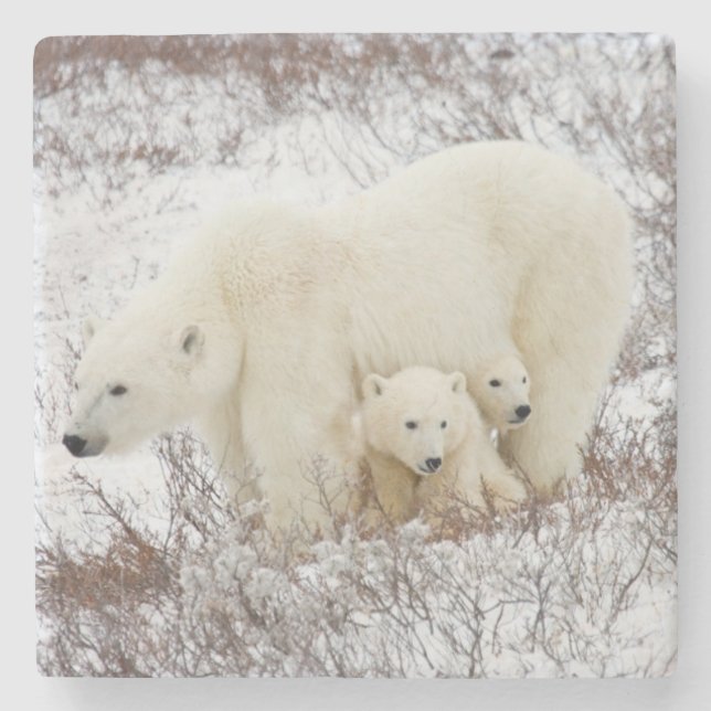 Eisbärweibchen und zwei Junge Steinuntersetzer (Vorderseite)