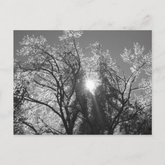 Eisbaum Postkarte