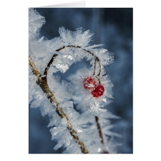 Eisberries (Vorne)