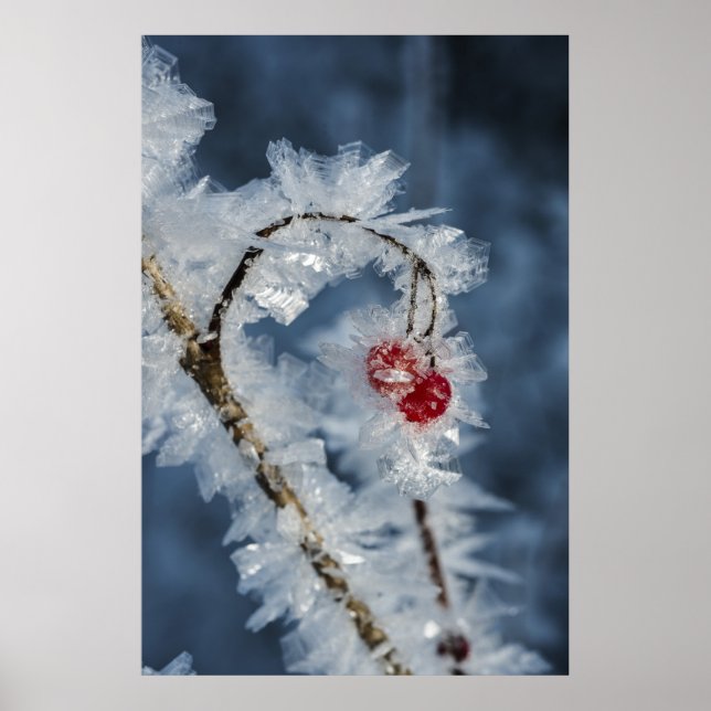 Eisberries Poster (Vorne)