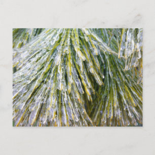 Eisbeschichtete Kiefernneedles Winter Botanisch Postkarte