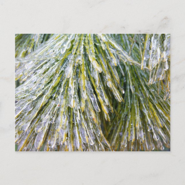 Eisbeschichtete Kiefernneedles Winter Botanisch Postkarte (Vorderseite)
