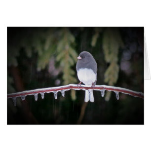 Eisbilanz - Junco Bird