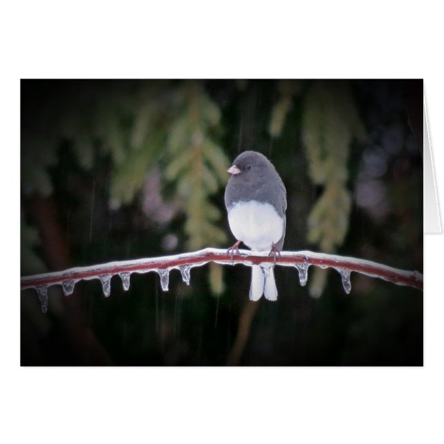 Eisbilanz - Junco Bird (Vorderseite (Horizontal))