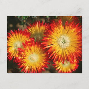 Eisblumen (Lampranthus Aureus) in Blüte Postkarte