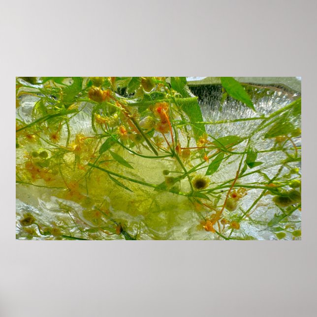 Eisblüten, Poster (Vorne)