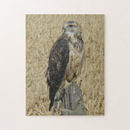 Eisenhaltiger Falke B36 auf dem Weizen-Gebiet Puzzle