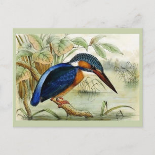 Eisfischer-Vintage-Vogelillustration Postkarte