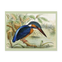 Eisfischer-Vintage-Vogelillustration