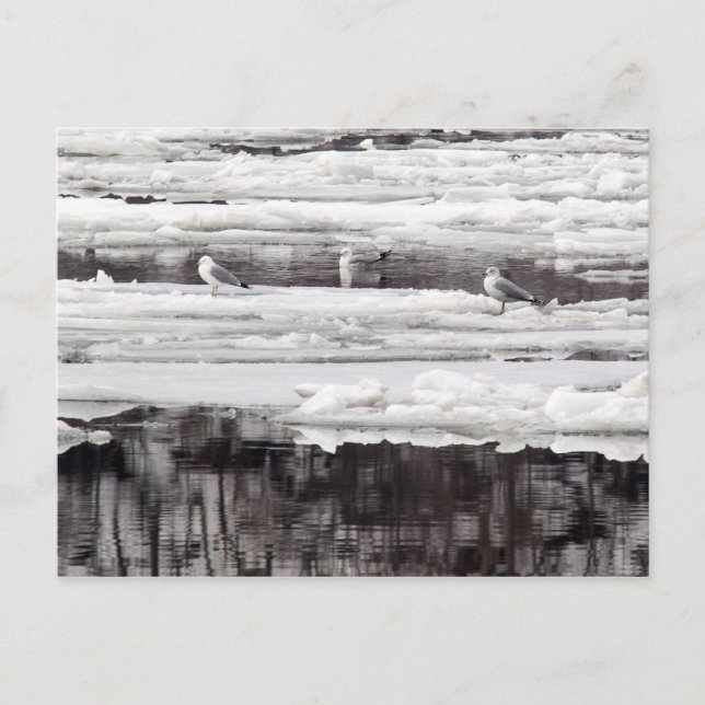 Eisgürtel Postkarte (Vorderseite)