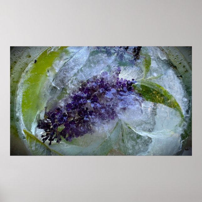 Eisige Blüten Poster (Vorne)