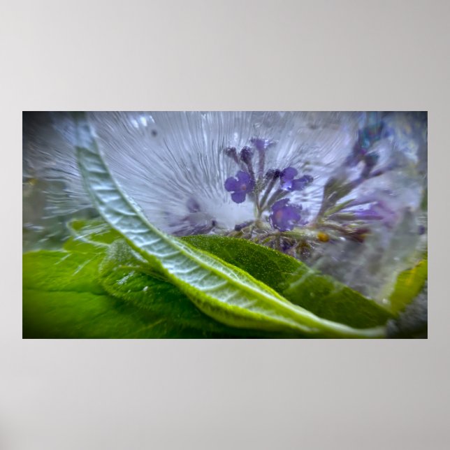 Eisige Blüten Poster (Vorne)