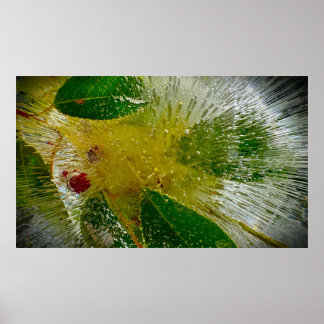 Eisige Blüten Poster