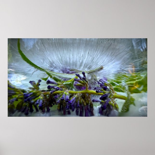 Eisige Blüten Poster (Vorne)