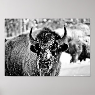 Eisiger Yellowstone-Bison Poster