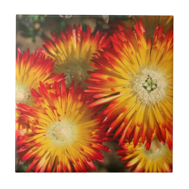 Eispflanzen (Lampranthus Aureus) in Blüte Fliese (Vorderseite)