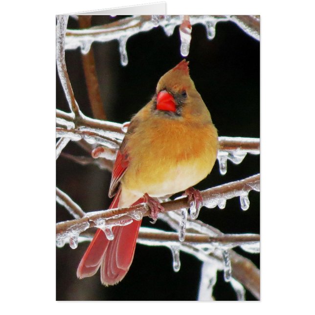 Eisprinzessin - Kardinal Bird (Vorne)