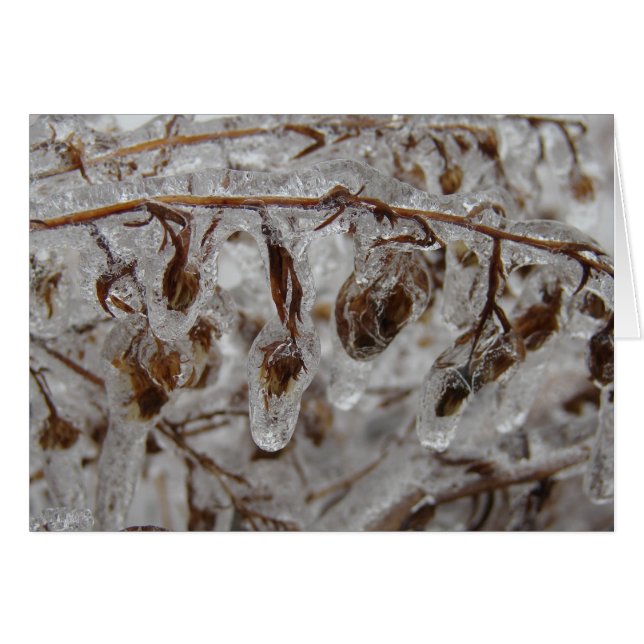 Eisüberzug (Vorderseite (Horizontal))