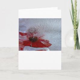 Eisverkleidung, Karte