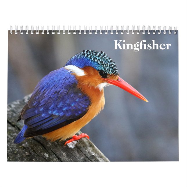 Eisvogel 2027 kalender (Titelbild)