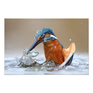 Eisvogel Alcedo Atthis auf Jagd im Wasser Luca Cas Fotodruck