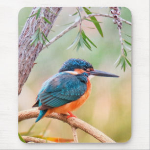 Eisvogel auf Ast sitzend Mousepad