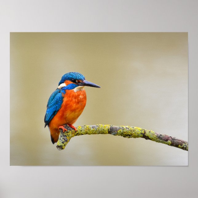 Eisvogel auf einem Ast Poster (Vorne)