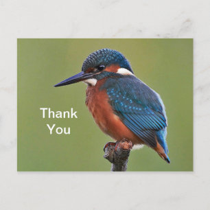Eisvogel Dankeschön-Postkarte Postkarte