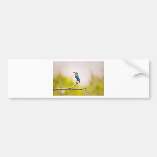 Eisvogel-Natur Autoaufkleber (Vorne)