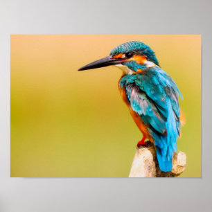 Eisvogel Poster