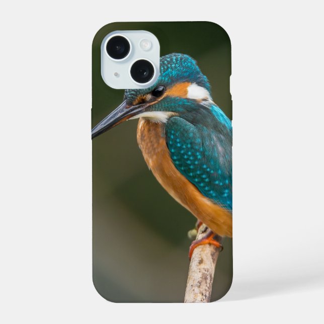 Eisvogel-Profilfoto iPhone 15 Hülle (Rückseite)