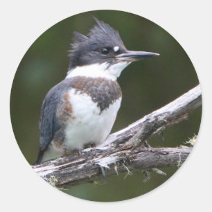 Eisvogel Runder Aufkleber
