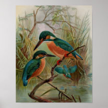 Eisvogel-Vintage-Vogelillustration
