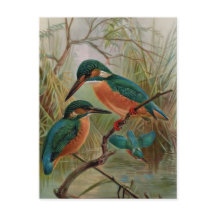 Eisvogel-Vintage-Vogelillustration