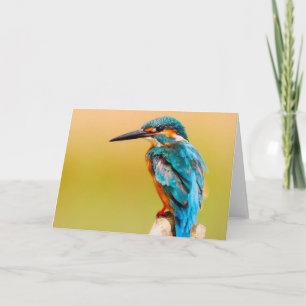 Eisvogel-Vogel-Gruß-Karte Karte