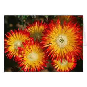 Eiswürfel (Lampranthus aureus) in Blüten