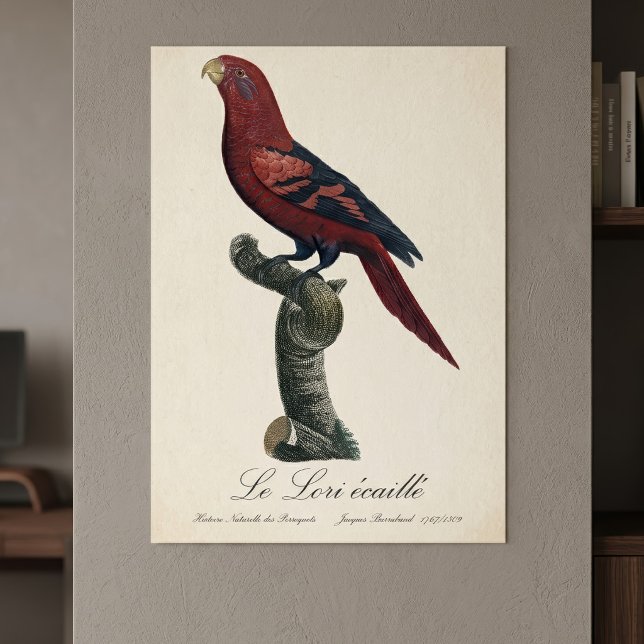 Ekaille von Le Lori Poster (Blue-Streaked Lory, Trichoglossus reticulatus. Poster )