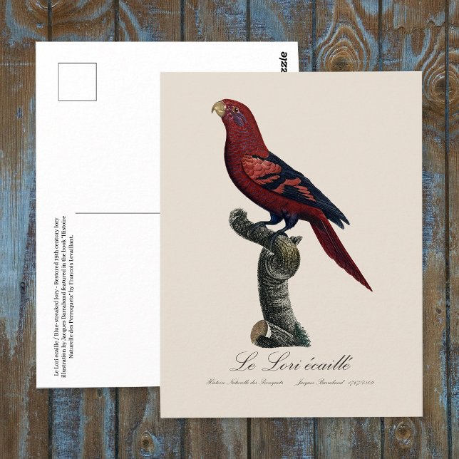 Ekaille von Le Lori Postkarte (Blue-Streaked Lory, Trichoglossus reticulatus. Postcard)
