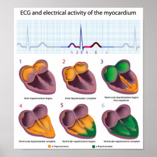 EKG Herzfunktion Poster