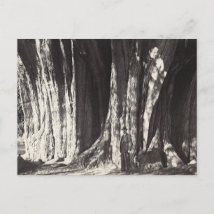 El Arbol del Tule Tree altes Foto in Mexiko oaxaca Feiertagspostkarte