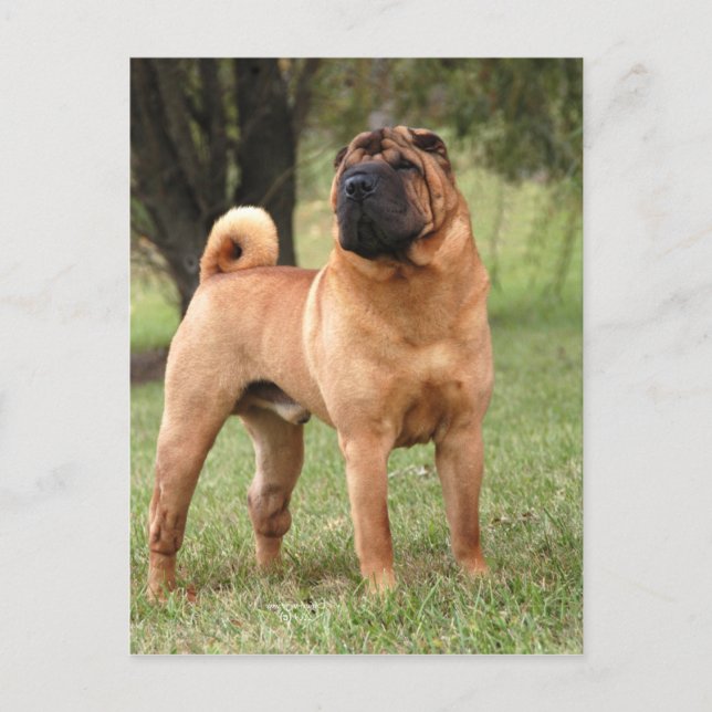 EL JAYS POSTCARD POSTKARTE (Vorderseite)