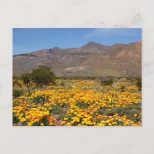 El Paso Poppies Postkarte