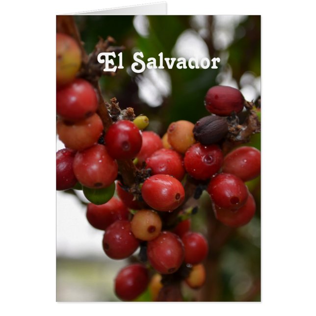 El Salvador Kaffeebohnen (Vorne)