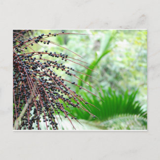 El Yunque Rain Forest Postkarte