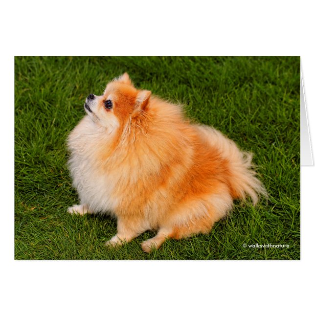 Ela, Pom Queen of the Lawn (Vorderseite (Horizontal))