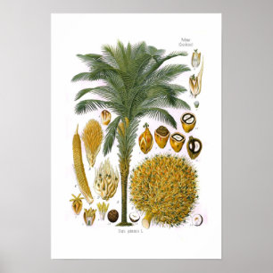 Elaeis guineensis (Ölpalme) Poster